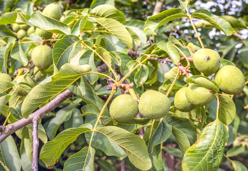 Black Walnut Tree Seeds - Juglans nigra