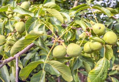 Black Walnut Tree Seeds - Juglans nigra
