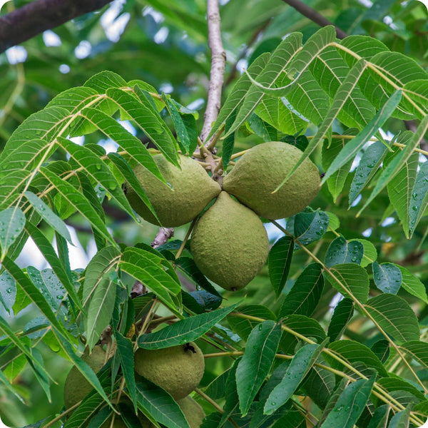 Black Walnut Tree Seeds Juglans Nigra heirloom non-gmo organic garden seeds
