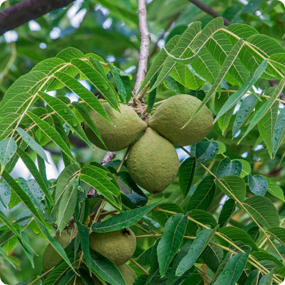 Black Walnut Tree Seeds Juglans Nigra heirloom non-gmo organic garden seeds