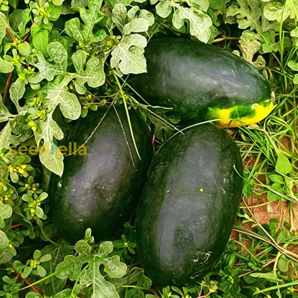 Black Watermelon Seeds For Planting Grow Your Own Delicious Fruit heirloom non-gmo organic garden seeds