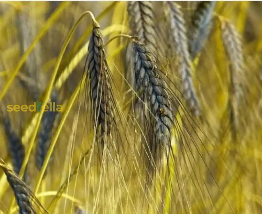 Black Wheat Planting Seeds For Garden heirloom non-gmo organic garden seeds