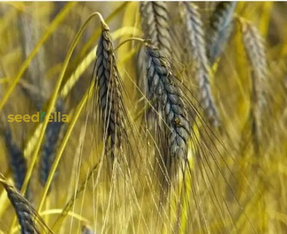 Black Wheat Planting Seeds For Garden heirloom non-gmo organic garden seeds