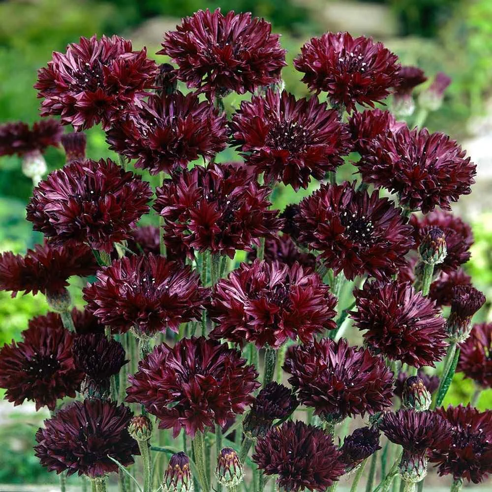 Black Bachelor Button Flower Seeds