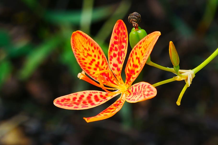 Leopard Lily Flower Seeds