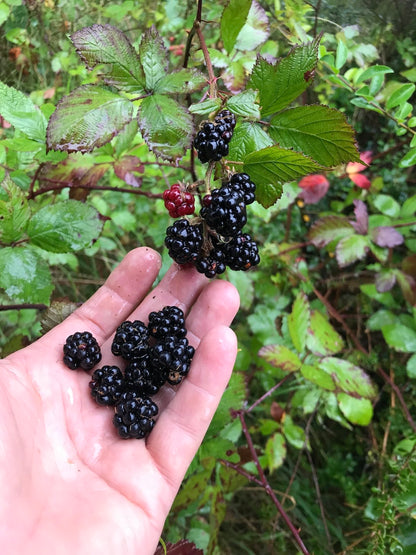 Blackberry Seeds: Planting and Growth Guide for Successful Harvests