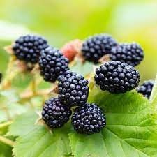 Blackberry Seeds: Planting And Growth Guide For Successful Harvests heirloom non-gmo organic garden seeds