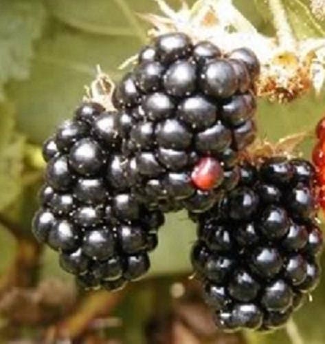 Blackberry Fruit Bush Rubus Allegheniensis Seeds heirloom non-gmo organic garden seeds
