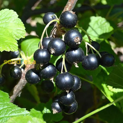 Blackcurrant Fruit Seeds for Planting - Grow Your Own Delicious Berries