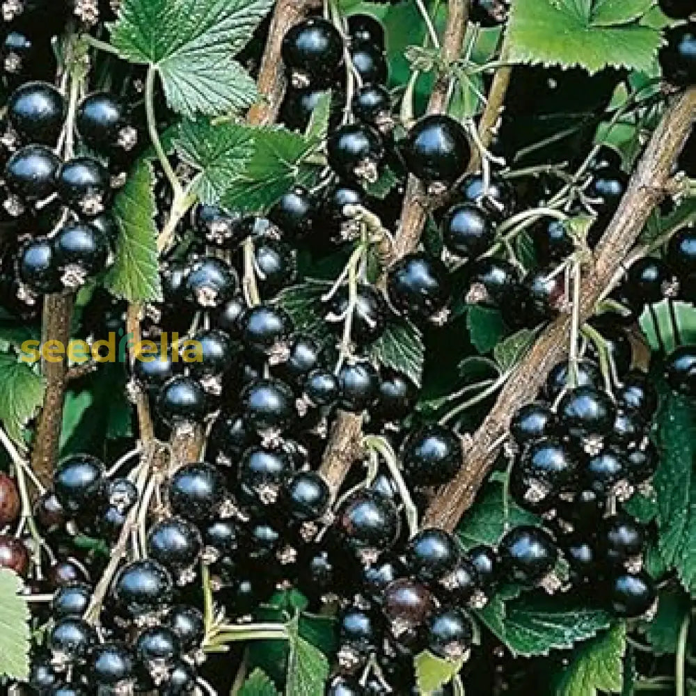 Blackcurrant Fruit Seeds For Planting Grow Your Own Delicious Berries heirloom non-gmo organic garden seeds
