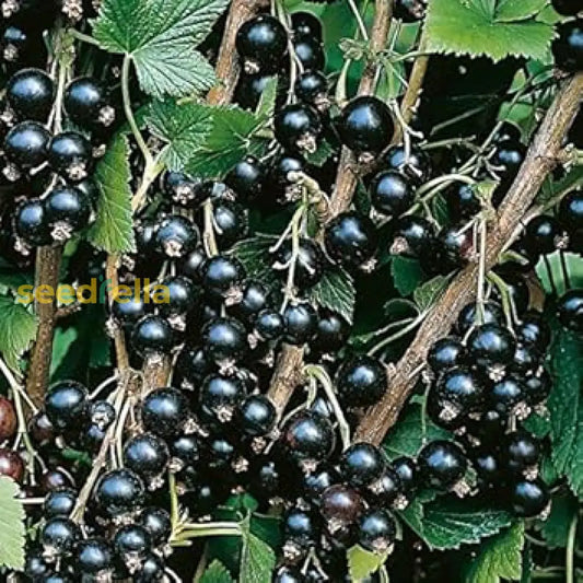 Blackcurrant Fruit Seeds For Planting Grow Your Own Delicious Berries heirloom non-gmo organic garden seeds