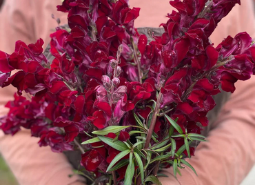 Black Prince Snapdragon Flower Seeds