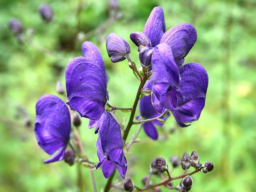 Blauer Eisenhut Blue Monkshood Flower Seeds for Planting