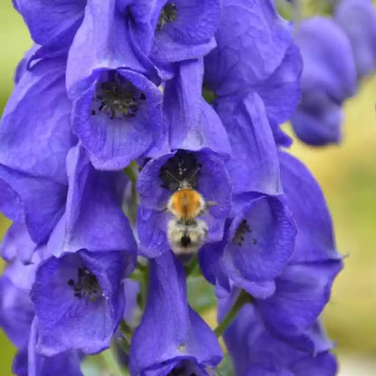 Non-GMO Blauer Eisenhut Seeds for Garden Borders