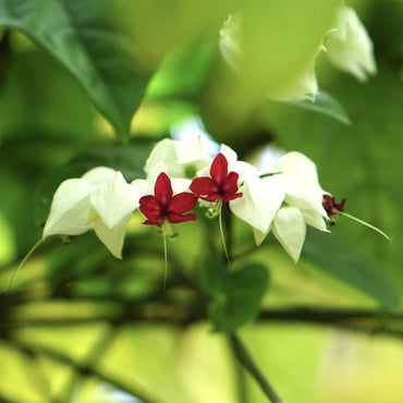 Bleeding Heart Vine Flowers Seeds (Clerodendrum Thomsoniae)