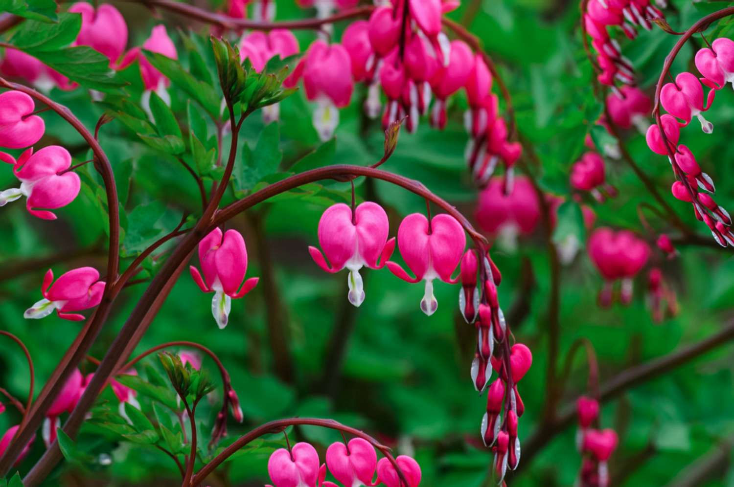 bleeding heart flower seed Fringed Bleeding Heart (Dicentra) Flower Seeds for Planting – Heirloom – Pure Asia Seeds