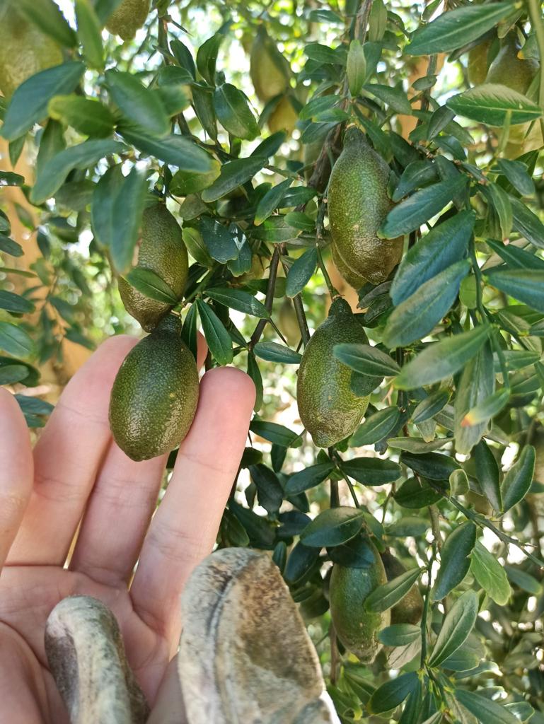Bliss Finger Lime Seeds for Planting in Citrus Gardens