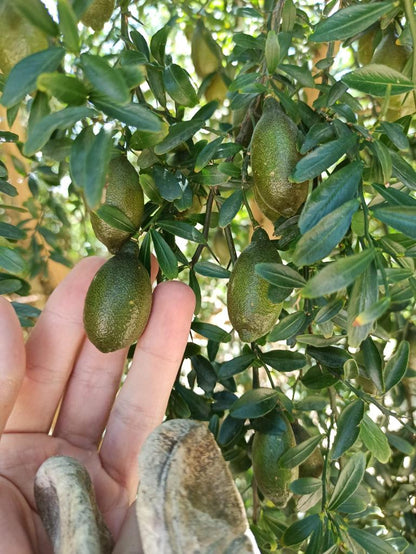 Bliss Finger Lime Seeds for Planting in Citrus Gardens