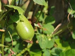 Bliss Finger Lime Seeds For Planting In Citrus Gardens heirloom non-gmo organic garden seeds