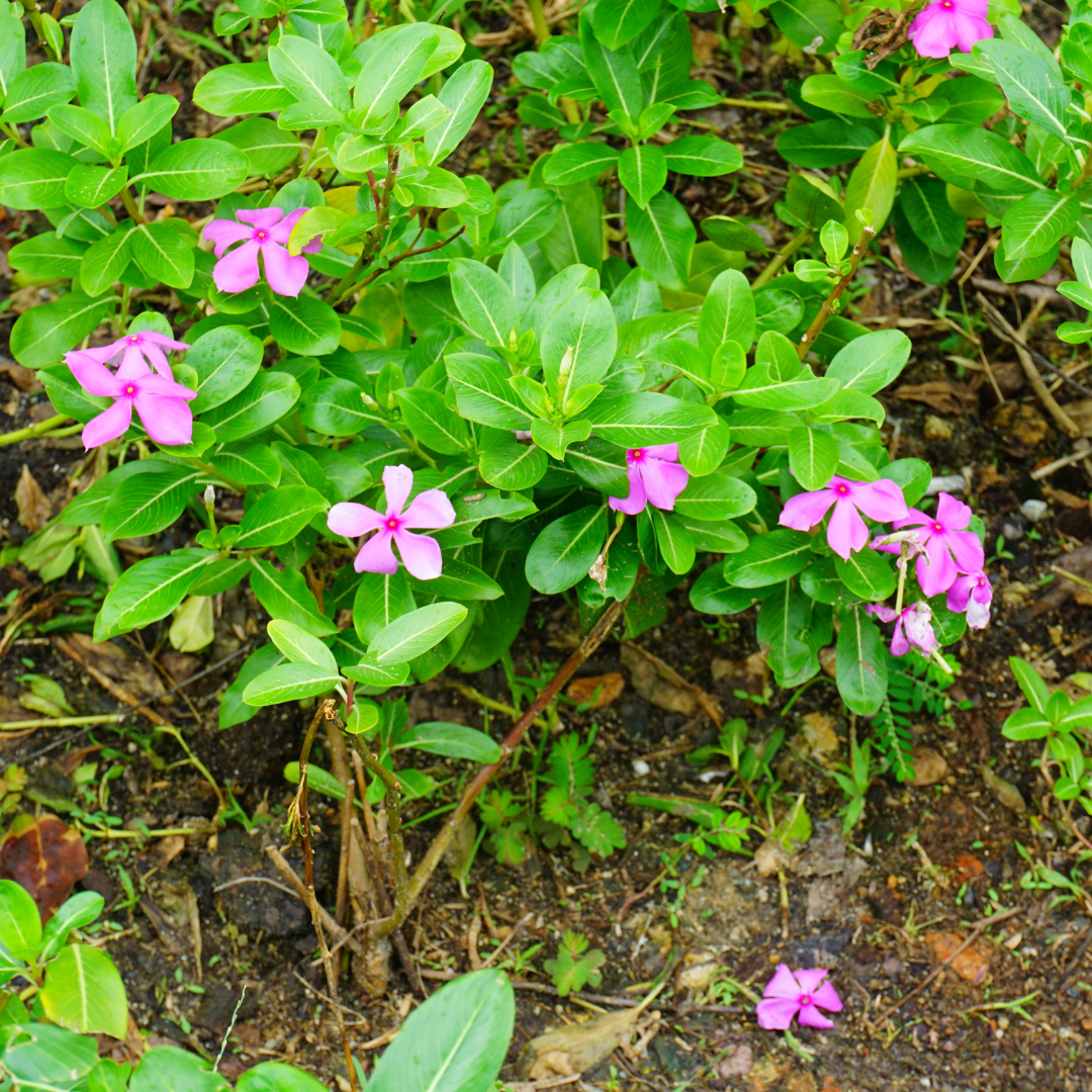 Periwinkle Flower seeds for Planting - Hardy Variety, Heirloom & GMO Free Seeds for Home Garden