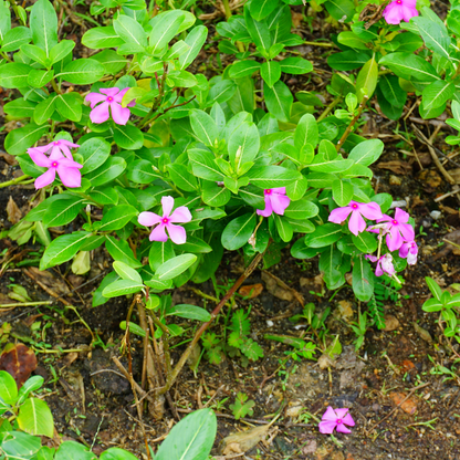 Periwinkle Flower seeds for Planting - Hardy Variety, Heirloom & GMO Free Seeds for Home Garden