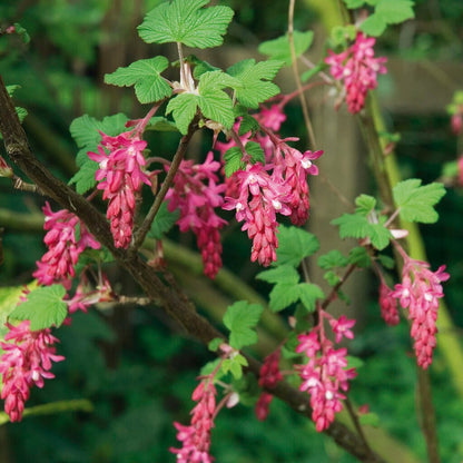 Red Flowering Currant (Ribes Sanguineum) Blood Currant Edible Fruit Blue & Black Berries Shrub Seeds