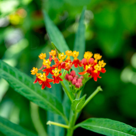 Bloodflower Milkweed Flower Seeds
