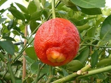 Blood Orange Seeds For Planting: Enjoy Homegrown Citrus Harvests heirloom non-gmo organic garden seeds