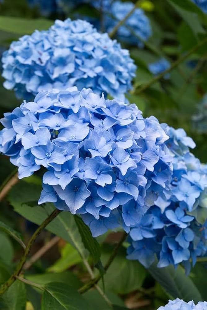 Beautiful blue hydrangea flowers blooming outdoors