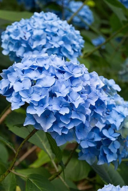 Beautiful blue hydrangea flowers blooming outdoors