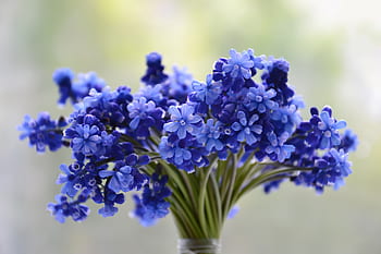 Blue Lavender Flowers Blooming in Garden