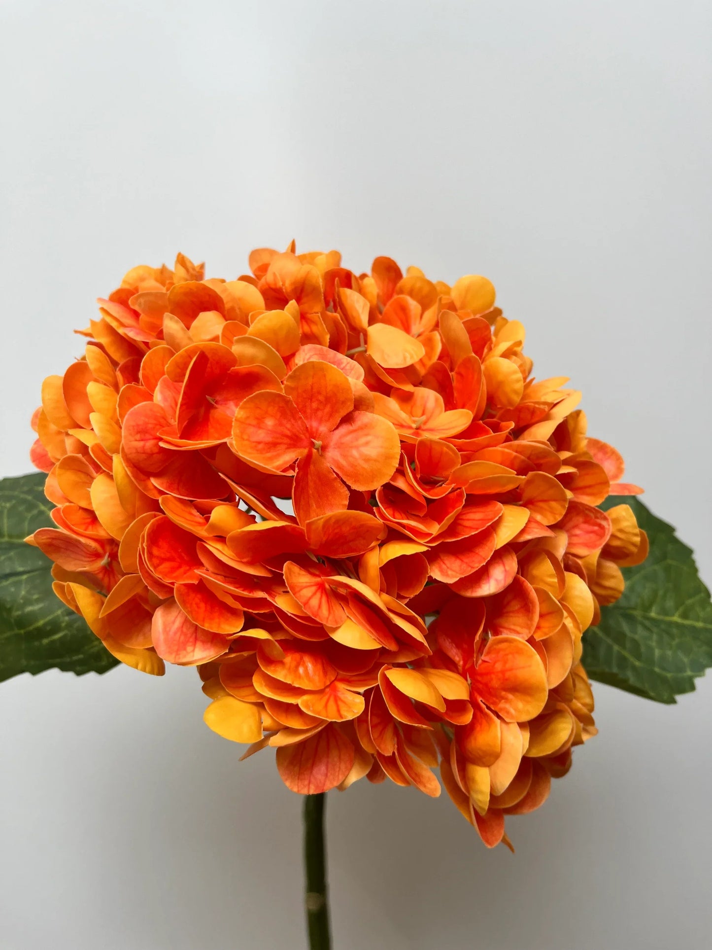 Blooming orange Hydrangea flowers in a home garden