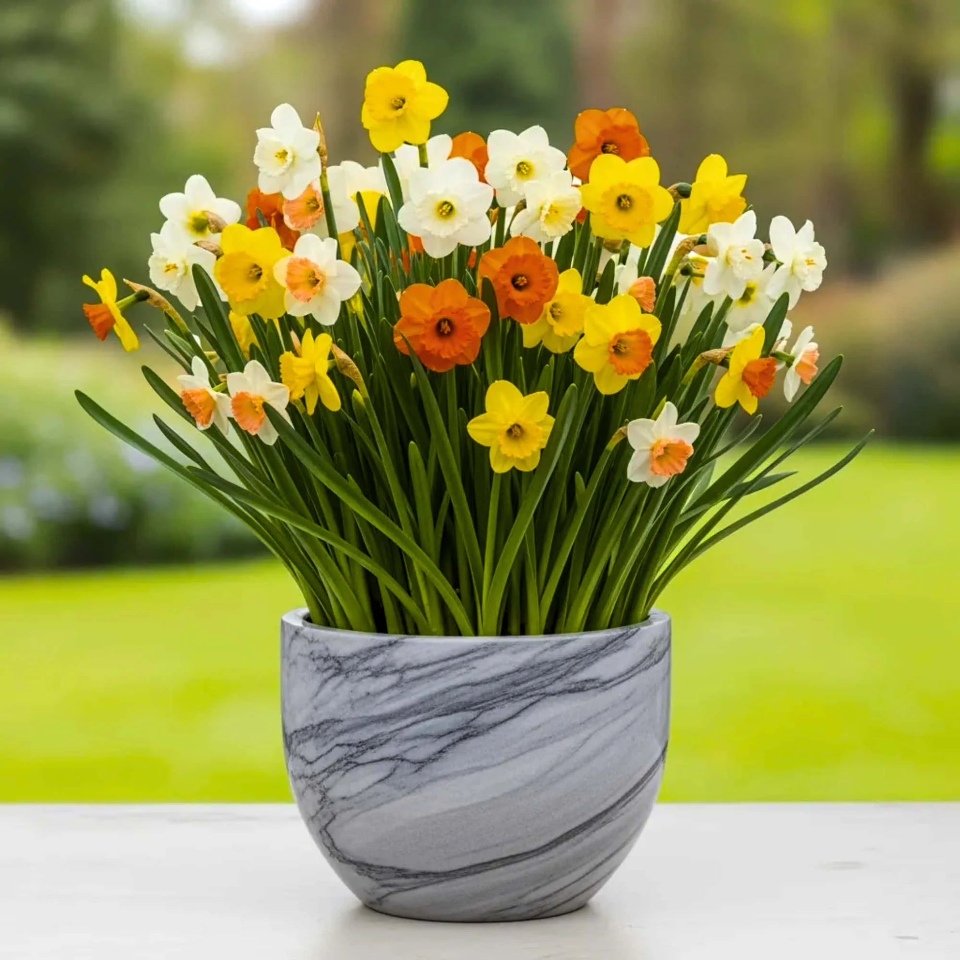 blooming flower seeds Buy Narcissus Flower Seeds for Planting White and Yellow Blooms – Pure Asia Seeds