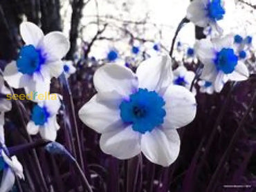 Blue And White Daffodils Flower Seeds For Planting - Perennial Bulbs Vibrant Garden Blooms