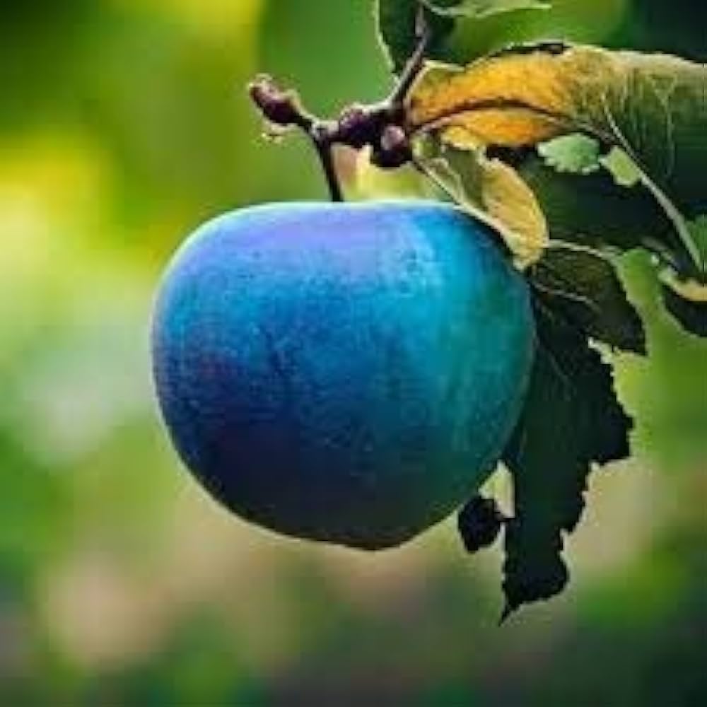 Apple Fruit Seeds Blue Planting For Home Gardening | Easy To Grow Seeds heirloom non-gmo organic garden seeds