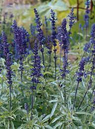 Blue Bedder Sage (Salvia farinacea) Flower Seeds