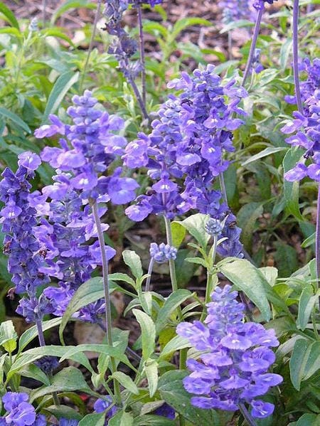 Blue Bedder Sage Salvia Farinacea Flower Seeds heirloom non-gmo organic garden seeds