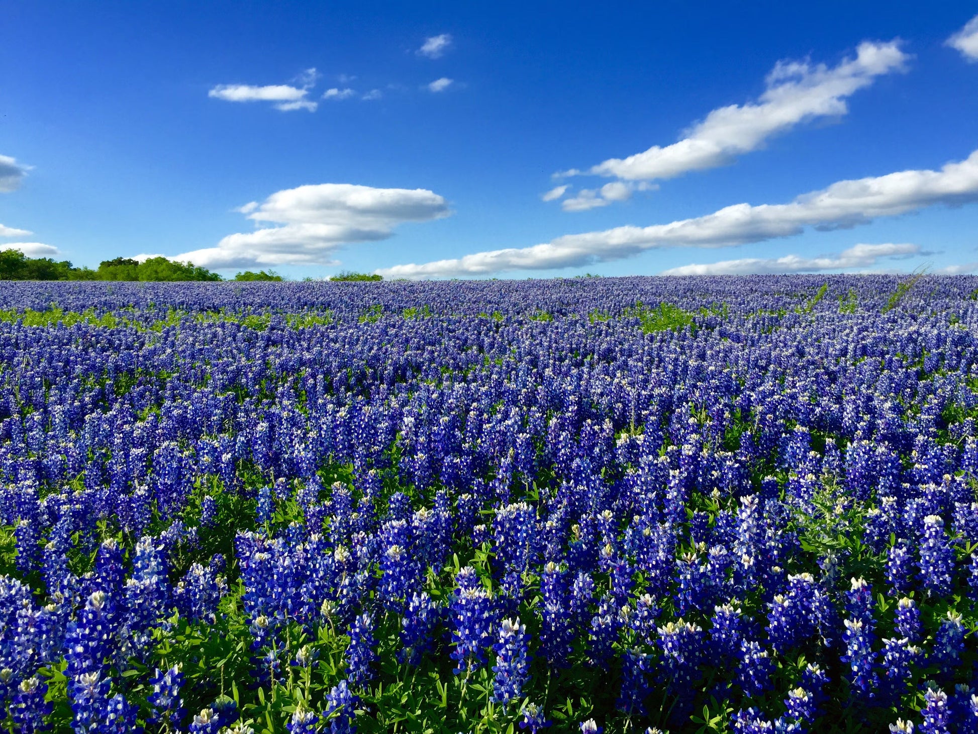 Field of Blue Bonnet Flowers in Spring