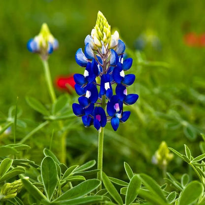 Blue Bonnet Flower Seeds for Planting