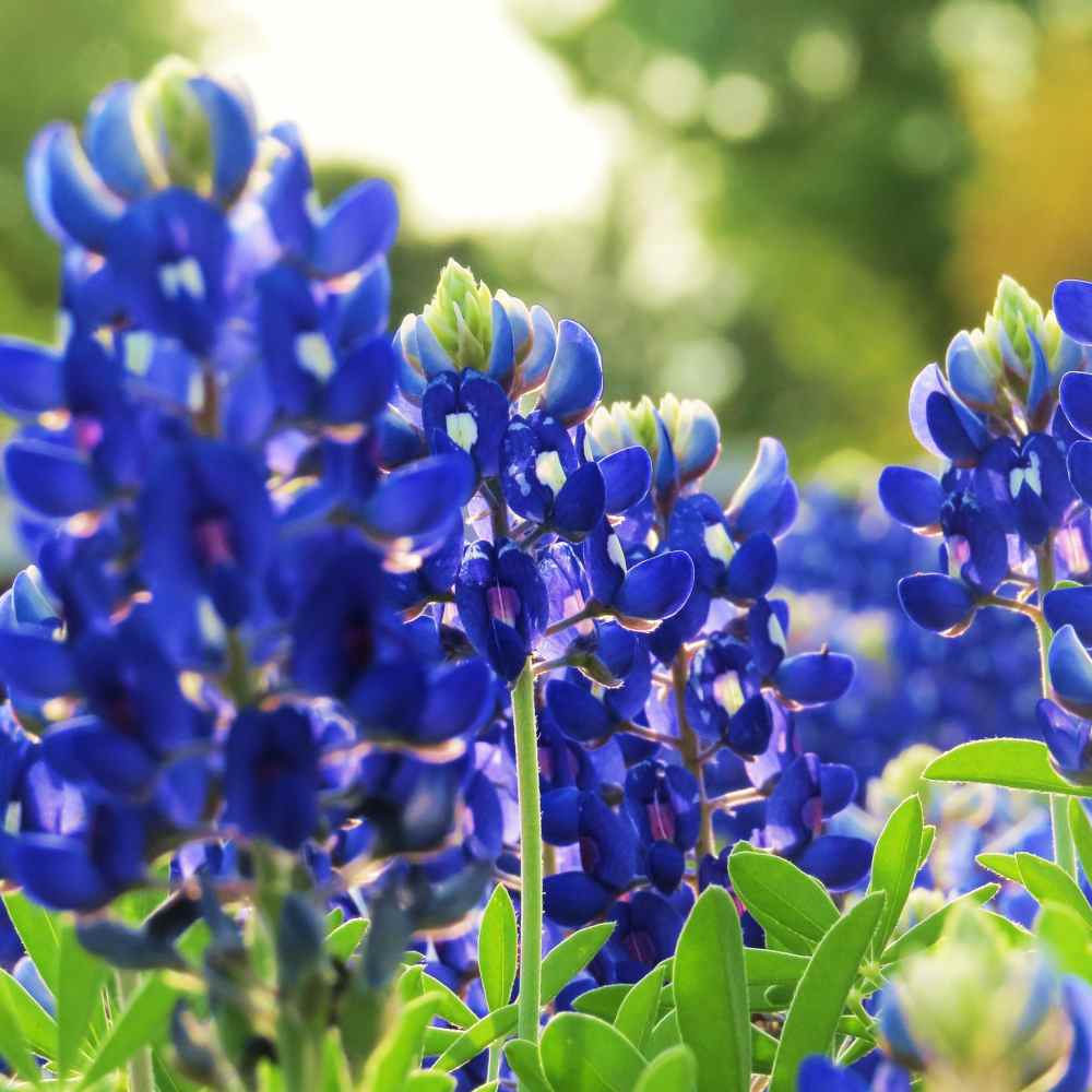 Blue Bonnet Flowers Growing in Garden Bed