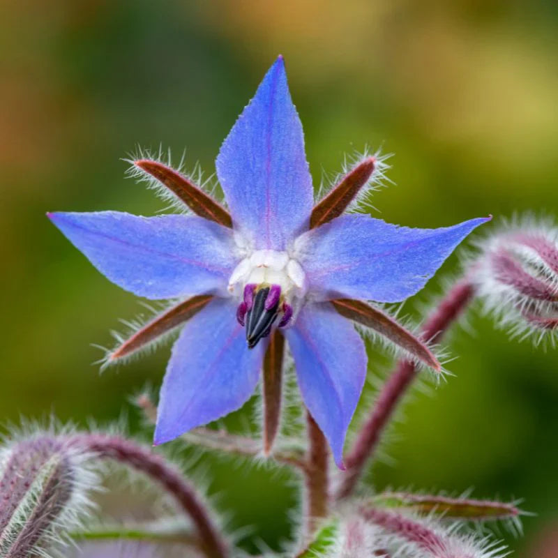 Blue Borage Flower Seeds for Planting