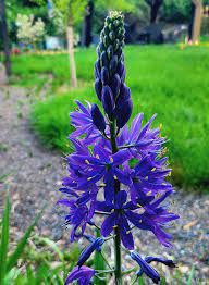 Blue Camas (Camassia quamash) Wild Indian Hyacinth Flower Herb Seeds