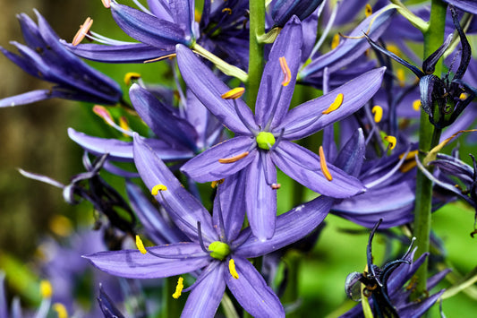 Blue Camas Camassia Quamash Wild Indian Hyacinth Flower Herb Seeds heirloom non-gmo organic garden seeds