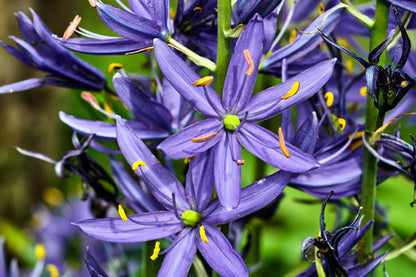 Blue Camas Camassia Quamash Wild Indian Hyacinth Flower Herb Seeds heirloom non-gmo organic garden seeds
