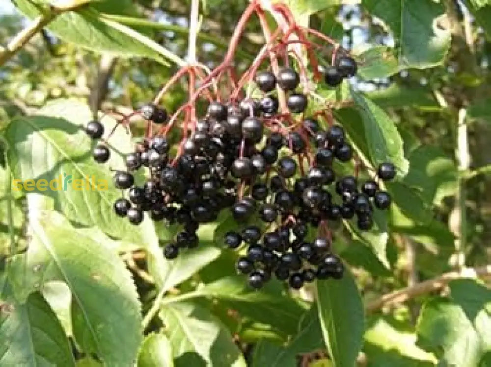 Blue Canadensis Fruit Seeds Ideal For Planting heirloom non-gmo organic garden seeds