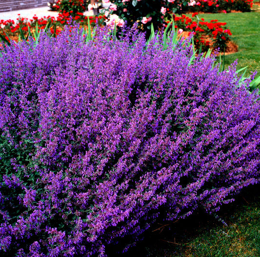 Blue Catmint Nepeta Mussinii Herb Flower Seeds heirloom non-gmo organic garden seeds