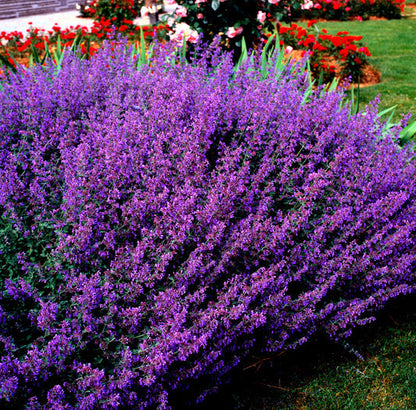 Blue Catmint Nepeta Mussinii Herb Flower Seeds heirloom non-gmo organic garden seeds