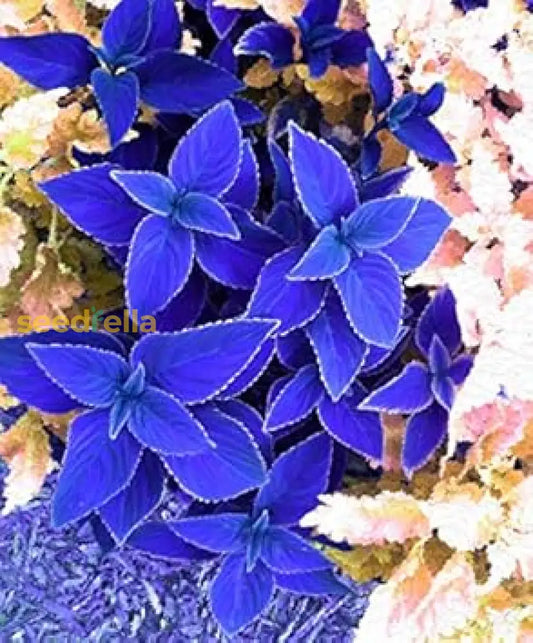 Blue Coleus Plant Seeds For Easy Planting heirloom non-gmo organic garden seeds
