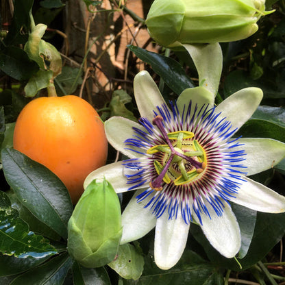 Blue Crown Passion Flower Passion Fruit Passiflora Caerulea Orange Fruit Vine Seeds heirloom non-gmo organic garden seeds