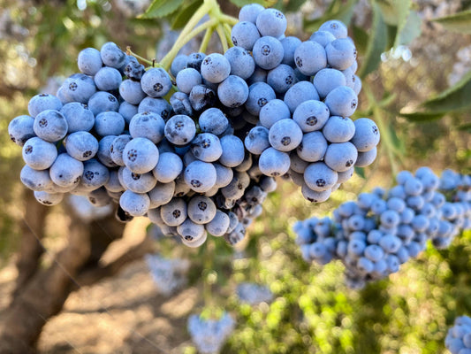 Blue Elderberry Sambucus Cerulea – Arizona Blue Elder Tree Shrub – Fruit Berry Seeds heirloom non-gmo organic garden seeds